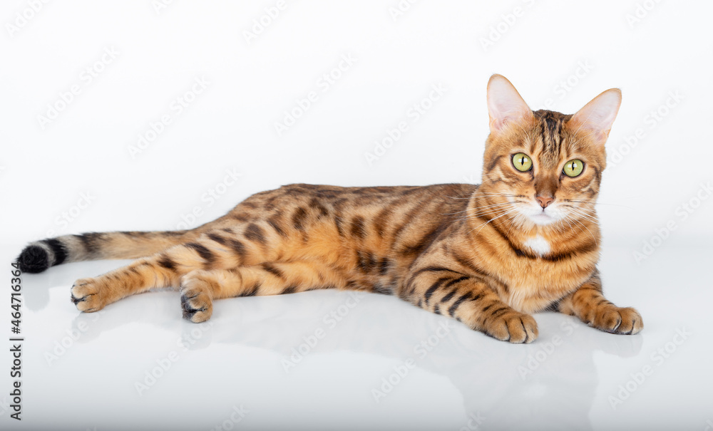 Bengal cat color rosette on gold, isolated on white background Bengal cat color rosette on gold, isolated on white background