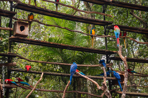 red, green and blue macaws at the zoo among the trees
