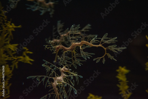 a fish tree inside the aquarium in the dark
