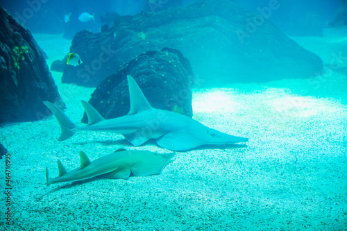 two blue sharks inside the marine aquarium © mauro