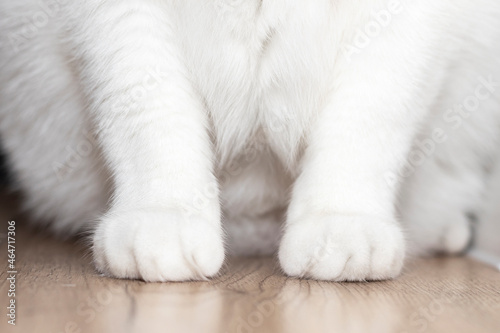 White cat paws close up.