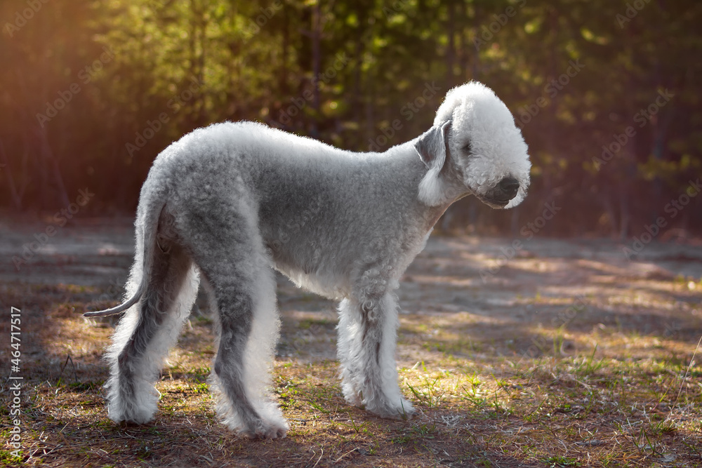 Portrait of a Bedlington Terrier in the Summer Forest. Soft focus. Portrait of a Bedlington Terrier in the Summer Forest. Soft focus.