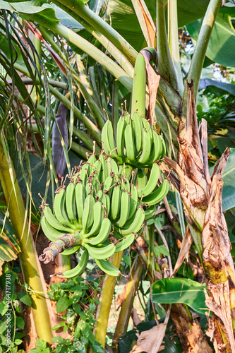 Banana tree growing fresh on a plantation, Bogor, Indonesia.