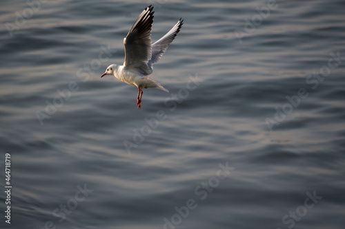 Seagulls in flight Romania 38