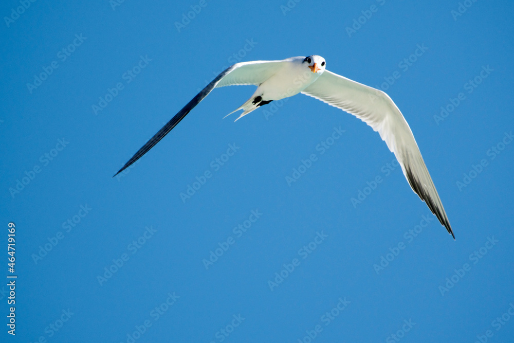 Fototapeta premium Seagulls in flight Romania 15