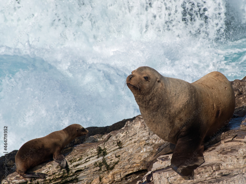 Obraz premium Steller Sea Lion With California Sea Lion on Central Coast of California