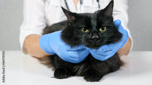unrecognizable veterinarian probes the neck and head of a black cat.