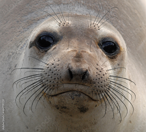 Female Elephant Seal at Piedras Blancas, California