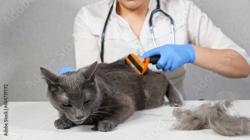 Fototapeta Naklejka Na Ścianę i Meble -  Woman veterinarian in gloves combing a gray cat with a brush.