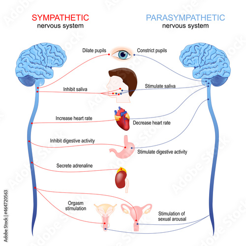 Sympathetic and parasympathetic nervous system photo
