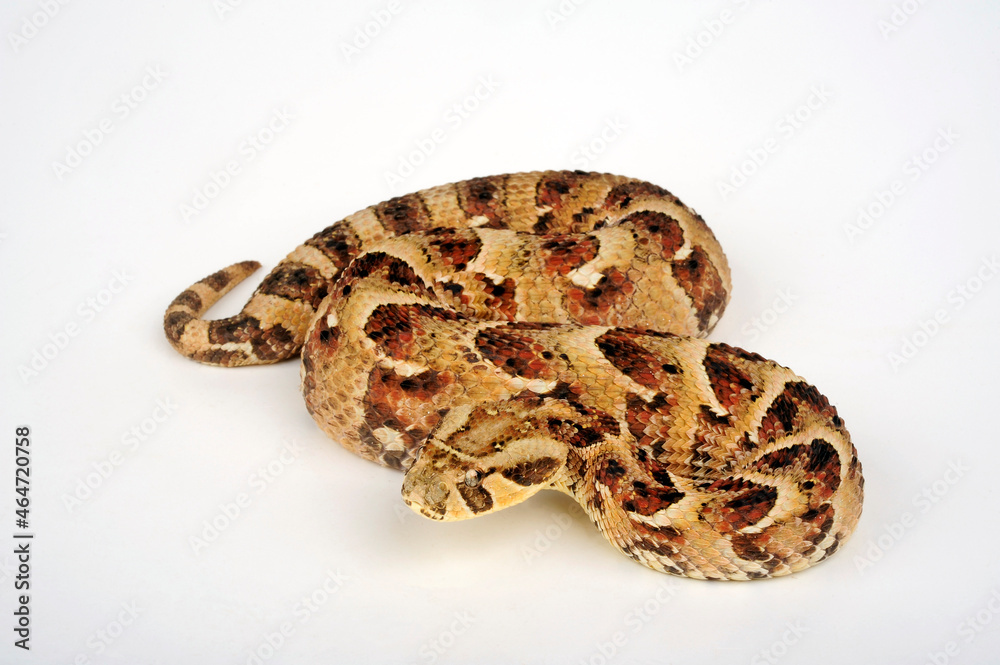Obraz premium Puff adder // Puffotter (Bitis arietans) 