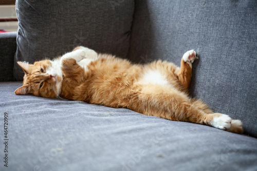 ginger cat sleeps on its back with its legs stretched out. estrus, sterilization and pet health photo