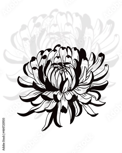 chrysanthemum flower blossoms. Cool for t-shirts, tattoos and design.
