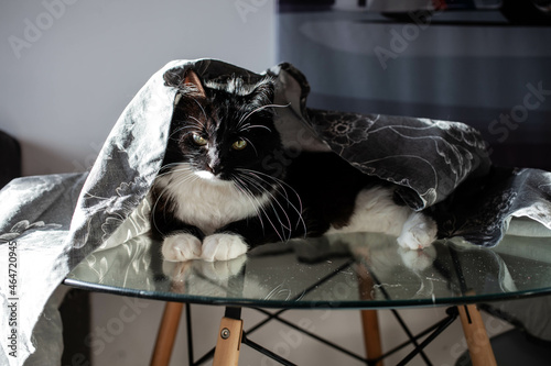 black and white cat lies on the table. poor manners and problems with pet training