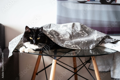 black and white cat lies on the table under the tablecloth. poor manners and problems with pet training