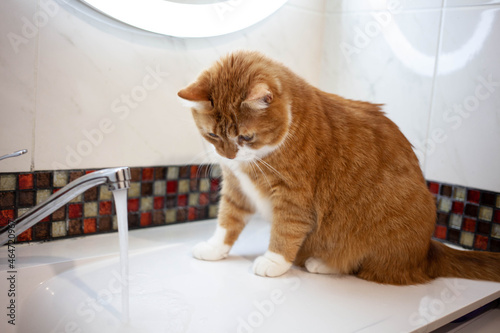 ginger cat sits on the sink and looks closely at the stream of water from the tap