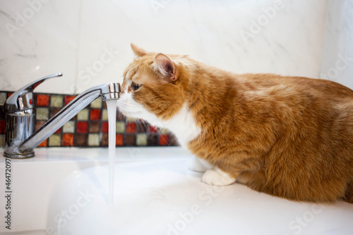 ginger cat sits on the sink and sniffs the water flowing from the tap. ginger cat drinks running water from the tap