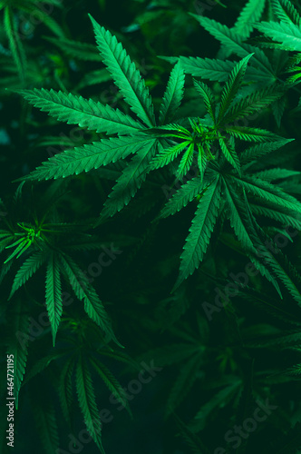 medical weed plant and leaf