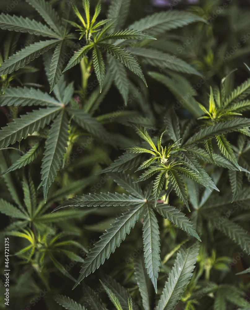 medication weed plant 
