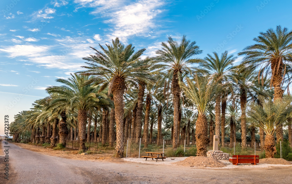 Resting place among plantation of date palms intended for actually healthy food production. Dates production is rapidly developing agriculture industry in desert areas of the Middle East