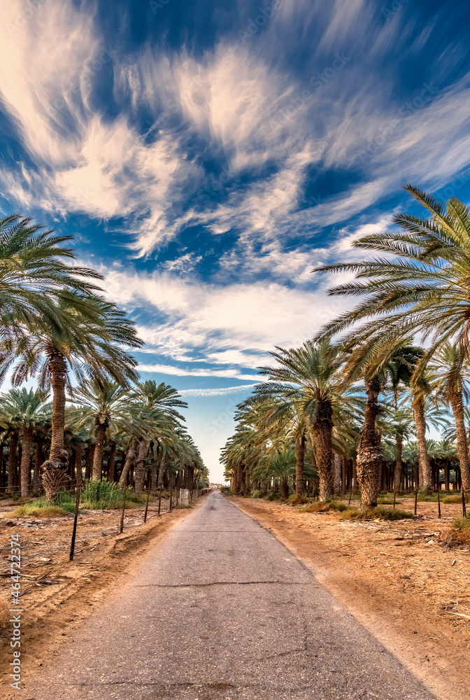 Road among plantation of date palms intended for actually healthy food production. Dates production is rapidly developing agriculture industry in desert areas of the Middle East