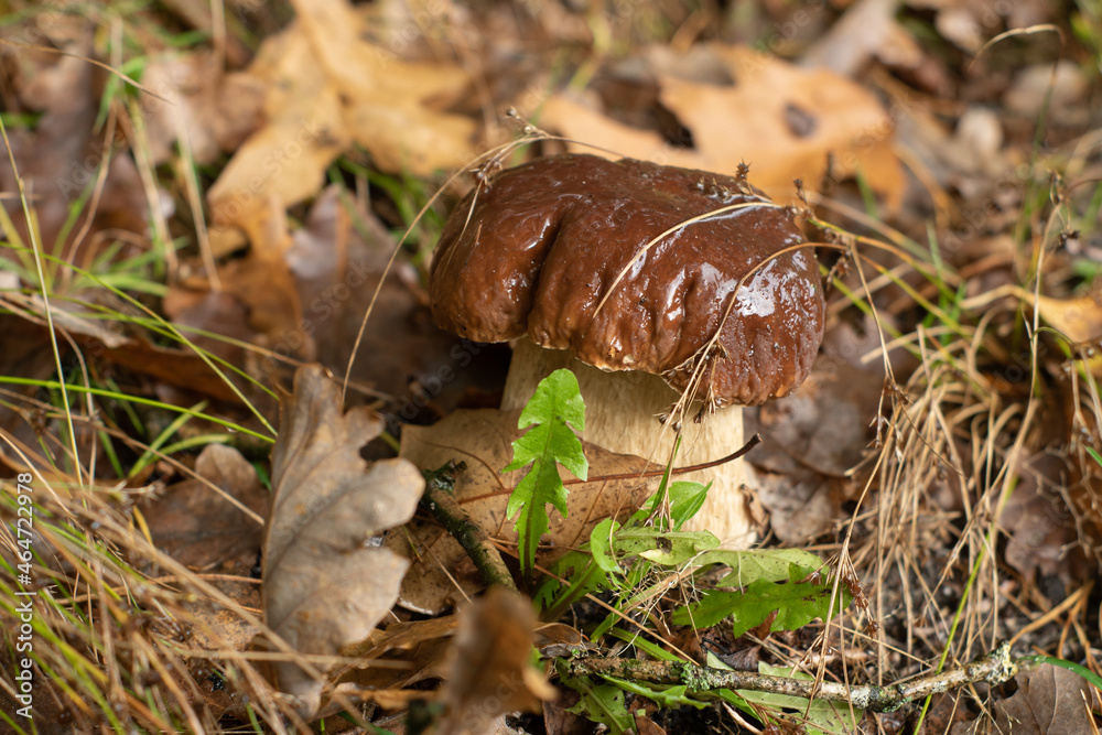 Beautiful, porcini, boletus mushroom in the forest. Autumn food from the woods ready to harvest.