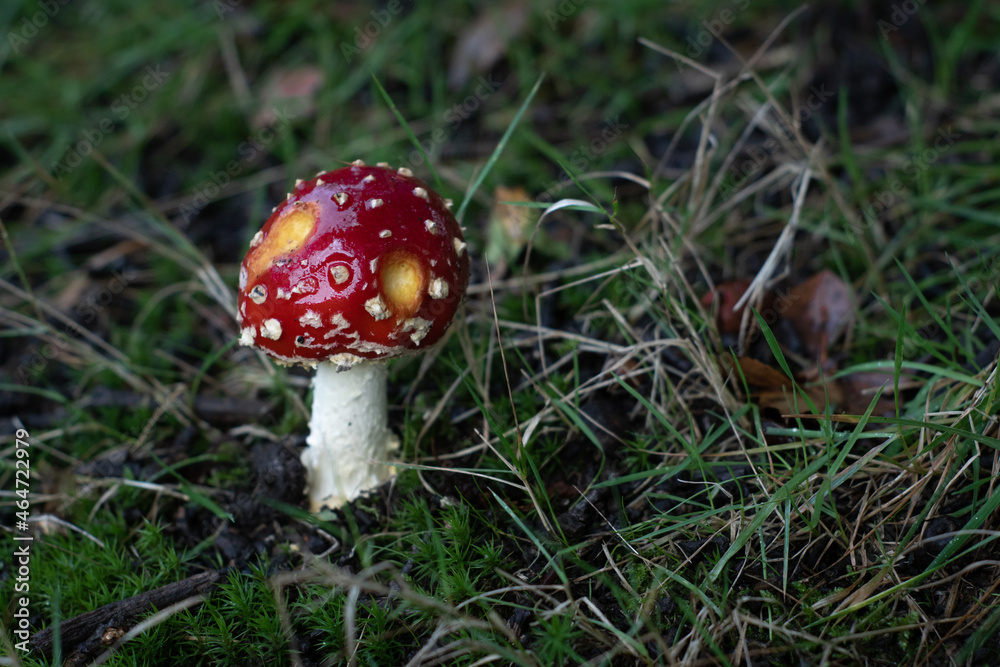 Amanita muscaria mushroom - red, white-spotted fungus eaten by slugs in the forest.