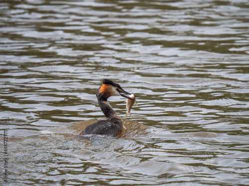 Great Crested Grebe With a Fish