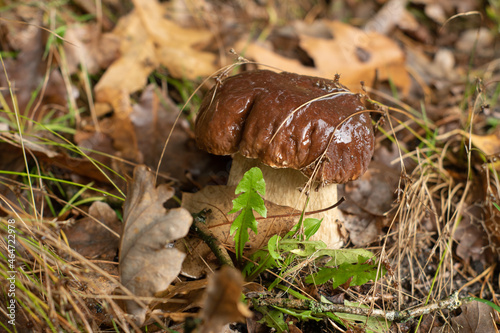 Obraz na płótnie Beautiful, porcini, boletus mushroom in the forest. Autumn food from the woods ready to harvest. w salonie