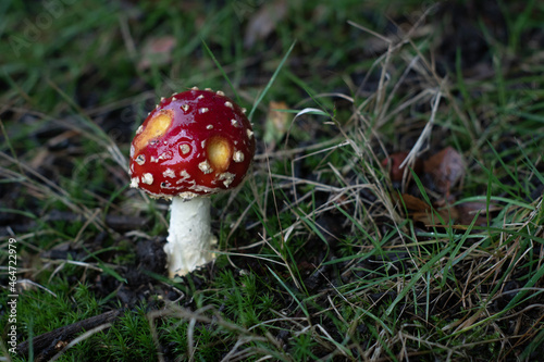 Obraz na płótnie Amanita muscaria mushroom - red, white-spotted fungus eaten by slugs in the forest. w salonie