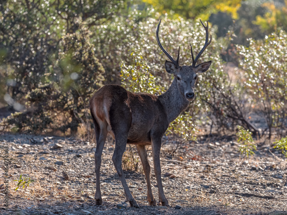 Deer. Monfrague National Park. Spain. Deer. Monfrague National Park. Spain.