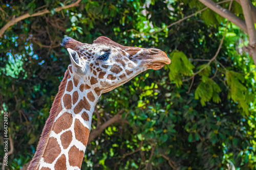 Canvas Print portrait giraffe in the jungle