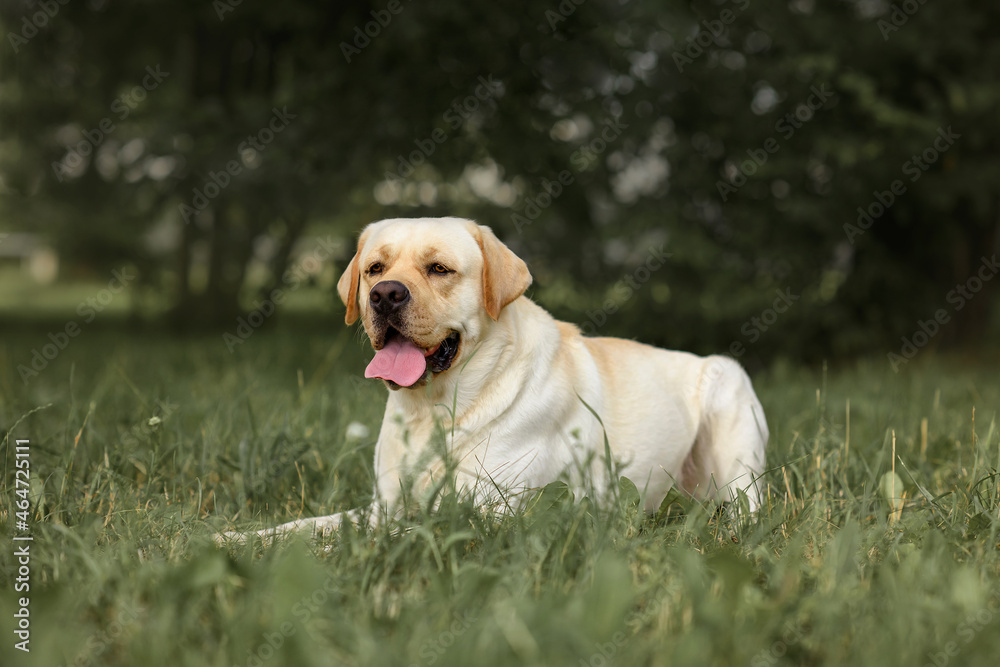 Active, smile and happy purebred labrador retriever dog outdoors in grass park on sunny summer day