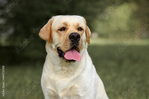 Portrait, smile and happy purebred labrador retriever dog outdoors in grass park on sunny summer day