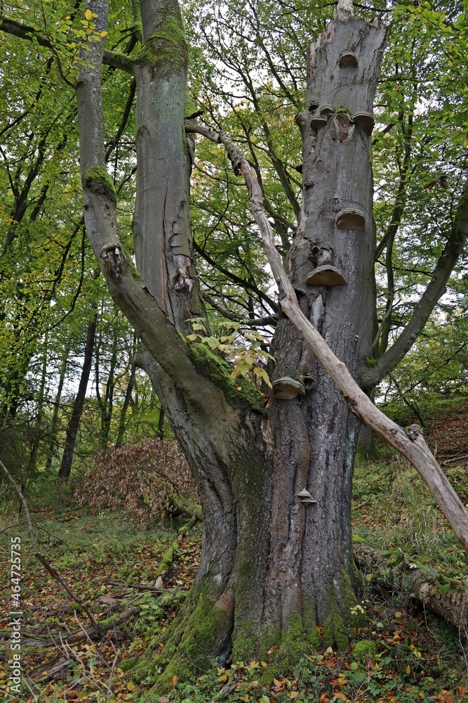 Fototapeta premium Alte Hutebuche mit Buchenschleimrüblingen und Zunderschwämmen