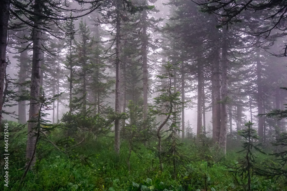 Fototapeta premium Siberian taiga in the fog in the Ergaki Natural Park