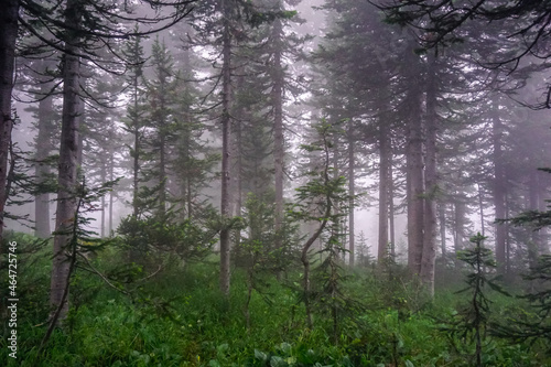 Siberian taiga in the fog in the Ergaki Natural Park