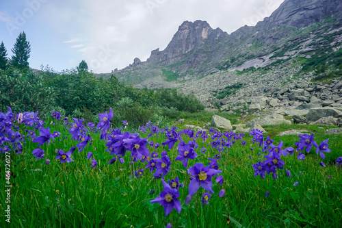 Blue mountain flowers in a meadow in Ergaki Natural Park
