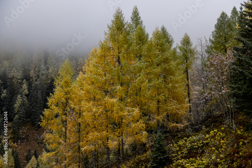 Lerchen im herbst und morgentau.