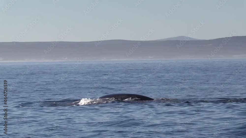 Southern Right Whale Taking a Dive Showing Off Tail Southern Right Whale Taking a Dive Showing Off Tail