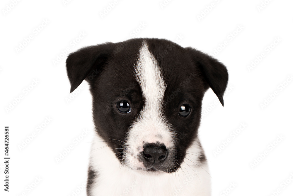 puppy face black and white isolate
