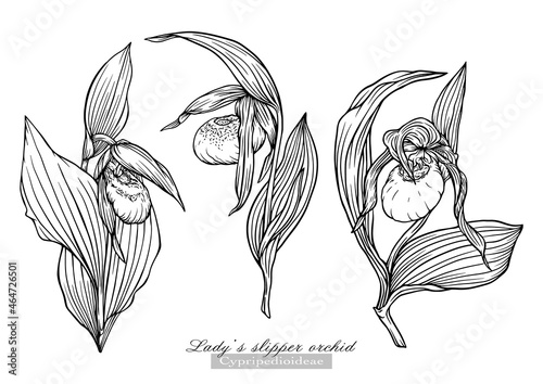 Lady's slipper orchid. Vector illustration In botanical style. Clip art set of elements for design
