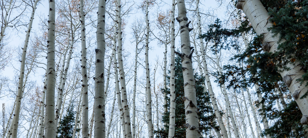 Fototapeta premium Panoramic low angle bare aspen trees against blue sky