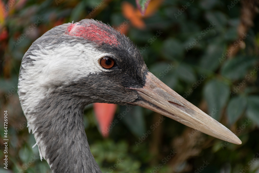 Fototapeta premium close up of a crane