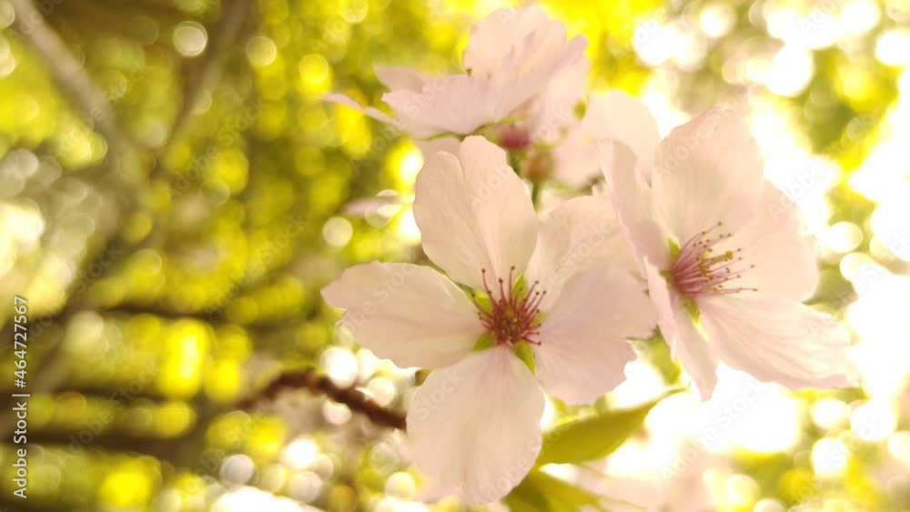 Plum, cherry or apple tree in blossom, spring time, new season beginning. Plum, cherry or apple tree in blossom, spring time, new season beginning.
