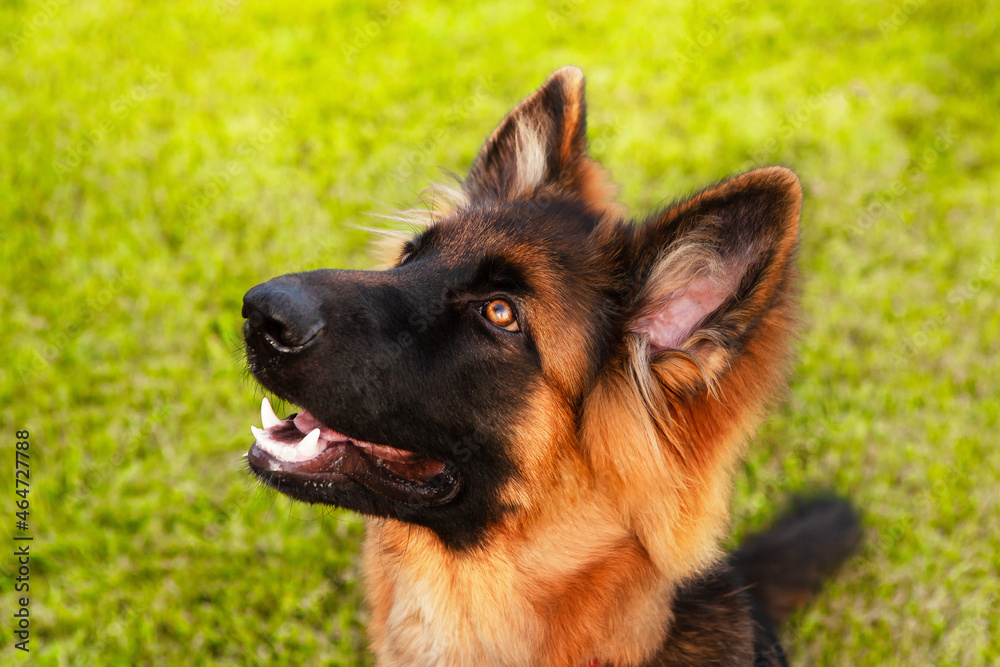 Portrait of a young German shepherd dog. Portrait of a young German shepherd dog.