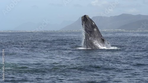 Southern Right Whale Breaching Out Of Water
