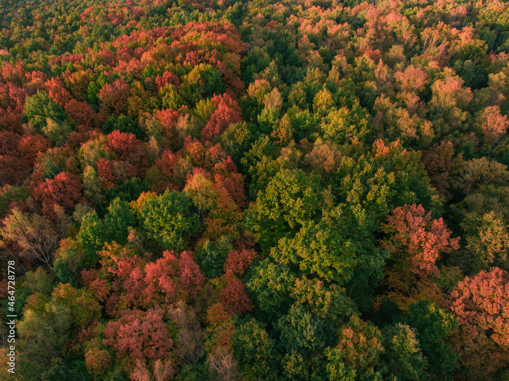autumn trees from a drone's view autumn trees from a drone's view