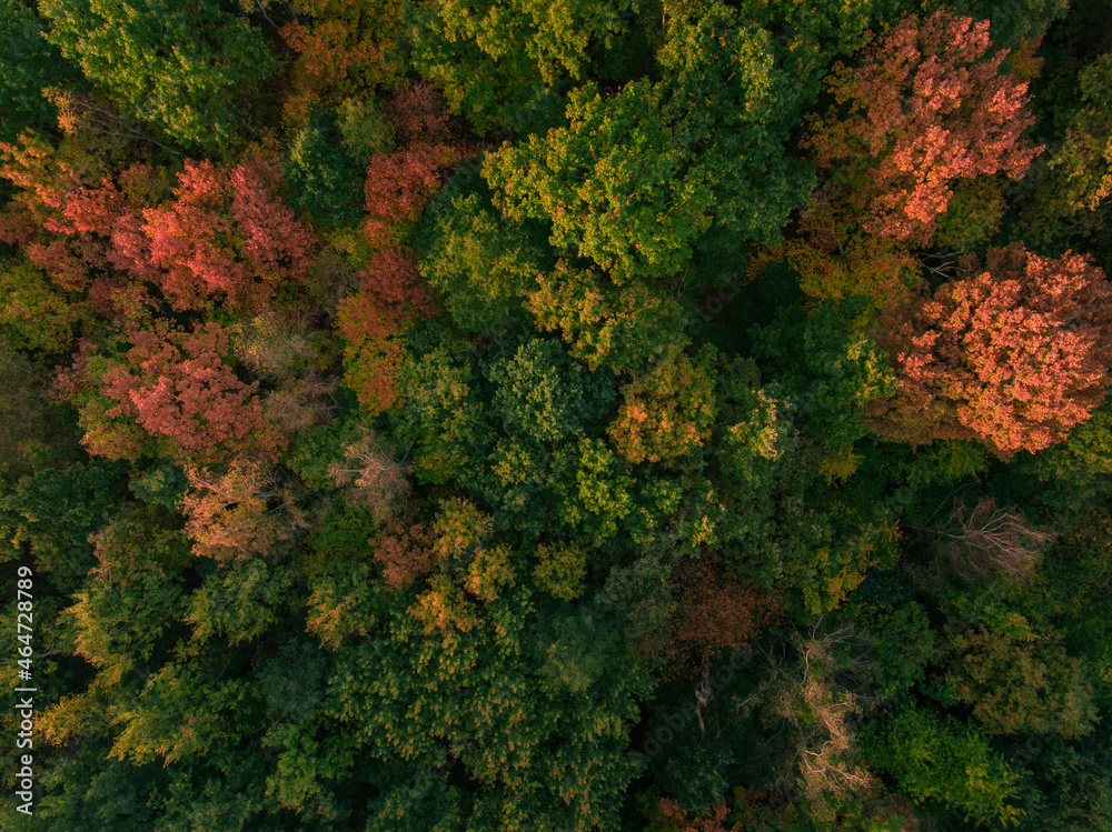 autumn trees from a drone's view