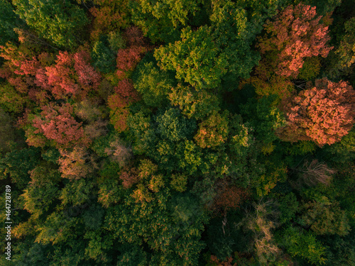 autumn trees from a drone's view